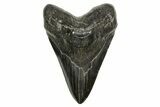 Fossil Megalodon Tooth - South Carolina #369998-1